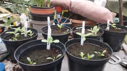 Seedlings